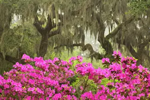 Historic Prints: USA, Georgia, Savannah. Oak trees and azaleas at Bonaventure Cemetery in the spring Date: 30-03-2021