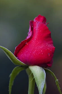 USA, Georgia, Savannah, Rose bud with dew