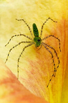 USA; Georgia; Savannah; Spider on daylily
