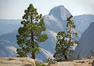 National Park Prints: USA -half dome seen through jeffrey's and whitebark pines. Yosemite National Park