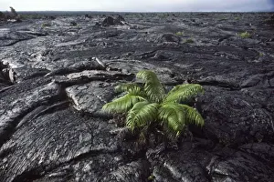 Volcanos Prints: USA - Hawaii - Big Island - Hawaii Volcanoes National Park - Vegetation returns on a recent lava flow of the Kilauea