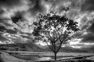Hawaii Gallery: USA, Hawaii, Kauai, Infrared image of Lone tree