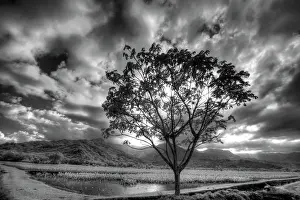 Eggers Prints: USA, Hawaii, Kauai, Infrared image of Lone tree in Taro fields Date: 02-02-2011