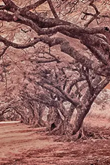 Eggers Prints: USA, Hawaii, Kauai, Infrared Island of rows of trees on Kauai Date: 06-02-2011