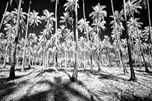 Images Dated 8th May 2021: USA, Hawaii, Kauai, Infrared of palm trees of Kauai Date: 18-02-2011