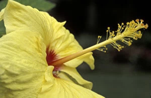 Images Dated 27th May 2004: USA, Hawaii, Maui, Hibiscus