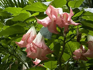 Arboretum Gallery: USA, Hawaii, Oahu. A Angel's Trumpet flower