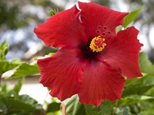 USA, Hawaii, Oahu. The Hibiscus is the official