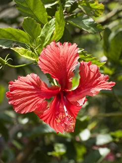 Tropic Gallery: USA, Hawaii, Oahu. A type of Hibiscus flower