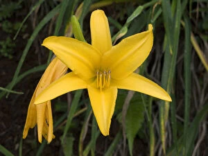Tropic Gallery: USA, Hawaii, Oahu. A type of Lily flower