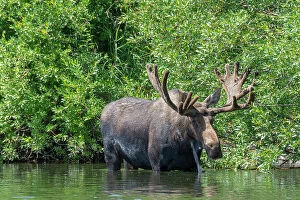 Antler Gallery: USA, Idaho. Bull Moose in Teton River