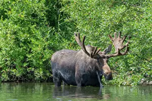 Falls Prints: USA, Idaho. Bull Moose in Teton River Date: 04-08-2019
