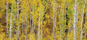 Highway Prints: USA, Idaho, Highway 36 west of Liberty and hillsides covered with Aspens in autumn panorama Date: 25-09-2020