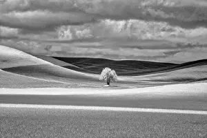 Away Prints: USA, Idaho, Palouse Country, Lone tree and Infrared Palouse fields Date: 07-05-2020