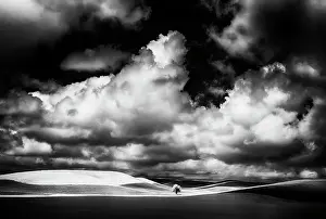 Away Prints: USA, Idaho, Palouse Country, Small tree in wheat field with Running light Date: 12-06-2011