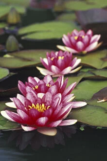 USA, Indiana. Hybrid water lilies