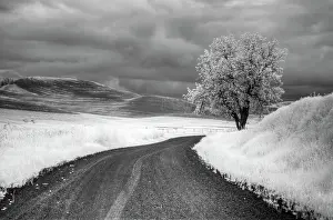 Historic Prints: USA, Infrared Palouse fields, Backroad and Tree Date: 13-06-2011