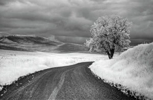 Road Collection: USA, Infrared Palouse fields, Backroad and Tree Date: 13-06-2011