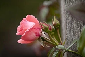Botanical Gallery: USA, Kansas, Pink Tea Cup Rose