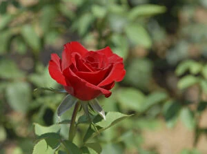 USA, Kansas, Red Rose