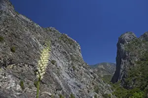 Yuccas Prints: USA, Kings Canyon NP, California - Yucca in flower LA000582