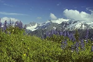 USA - Lupins and view of Mount Olympus from High Divide, Summer