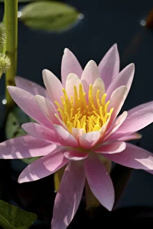 Danita delimont/usa massachusetts great barrington lily