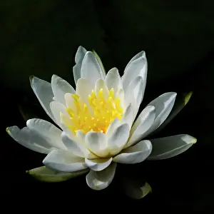 USA, Minnesota, La Salle Lake State Recration Area, La Salle Creek, Water Lilly Date: 11-08-2020
