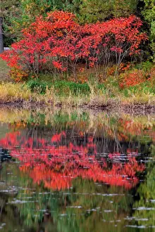 Foliage Prints: USA, Minnsota, Duluth, Fall Color Date: 23-09-2020