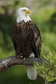 USA, Montana, Flathead Lake. Bald Eagle