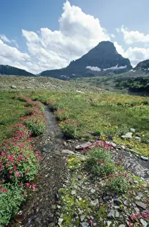 USA - Mount Reynolds & Pink Monkey Flowers (Mimulus lewisii) Glacier National Park, Montana, USA