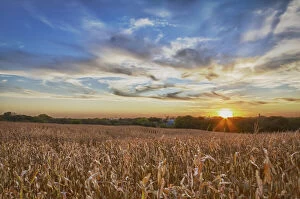 USA, Nebraska, near Omaha. A cornfield at