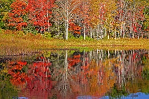 Birch Gallery: USA, New England, Maine, Lake with Fall colors reflected