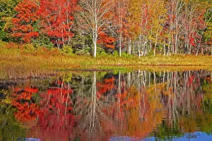 Reflected Prints: USA, New England, Maine, Lake with Fall colors reflected in calm water Date: 13-10-2013