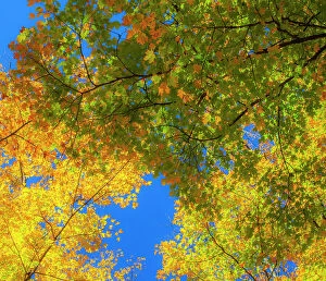 Color Collection: USA, New England, Vermont Autumn looking up into Sugar Maple Trees Date: 08-10-2013
