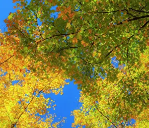 Sugar Prints: USA, New England, Vermont Autumn looking up into Sugar Maple Trees Date: 08-10-2013