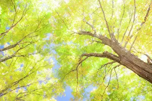 USA, New England, Vermont Autumn looking up into Sugar Maple Trees Date: 08-10-2013