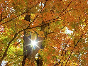 USA, New England, Vermont Autumn looking up into Sugar Maple Trees with star burst Date: 08-10-2013