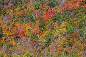 Color Collection: USA, New England, Vermont, Plymouth, Fall colors on hillside Date: 08-10-2013