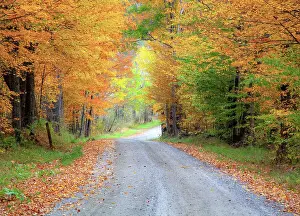 Lined Prints: USA, New England, Vermont tree-lined roadway in Autumns Fall colors. Date: 05-10-2013