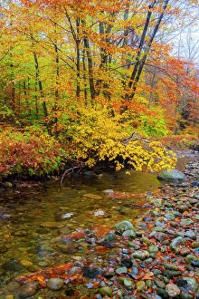 Color Collection: USA, New Hampshire Autumn colors on Maple, Beech trees along the edge of the river Date: 07-10-2013