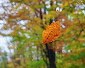 Beech Collection: USA, New Hampshire fallen Beech leaf on wet windshield Autumn Date: 07-10-2013