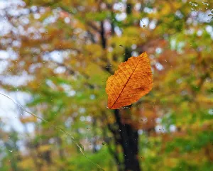 Beech Collection: USA, New Hampshire fallen Beech leaf on wet windshield Autumn Date: 07-10-2013