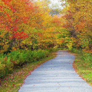 USA, New Hampshire, Franconia, one lane roadway with fallen Autumn leaves and lined with Fall colored maple and Birch trees in reds and golds. Date: 02-10-2013