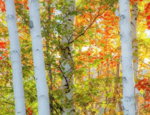 Colors Prints: USA, New Hampshire, Franconia, Autumn Colors surrounding group of White Birch tree trunks