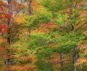 Images Dated 16th September 2021: USA, New Hampshire, Franconia hardwood forest of maple trees in Autumn Date: 04-10-2013