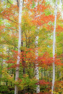 Beech Collection: USA, New Hampshire, Gorham, White Birch tree trunks surrounded by Fall colors from Maple