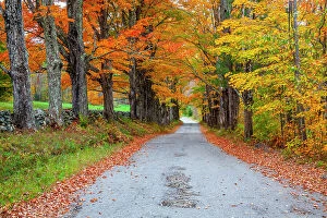 Color Collection: USA, New Hampshire, One lane road lined with Maple trees and stone fence in Autumn Date: 04-10-2013