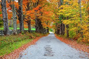 Lined Prints: USA, New Hampshire, One lane road lined with Maple trees and stone fence in Autumn Date: 04-10-2013