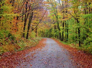 Beech Collection: USA, New Hampshire, Sugar Hill wet and foggy morning along roadway in Autumn colors Date: 07-10-2013